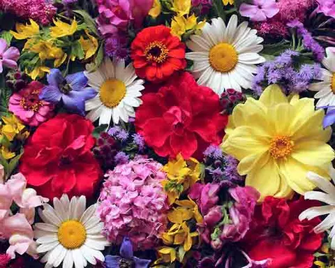 Kwiaty i rosliny