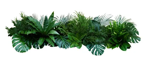Zielone liscie roslin tropikalnych monstera palma fikus