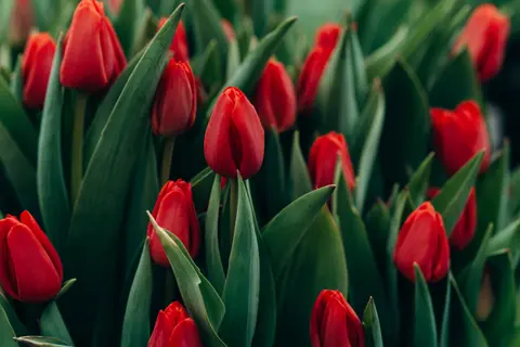 Pole czerwonych tulipanow