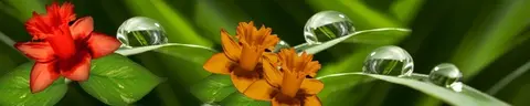 FLO-0025 PK0188min