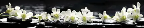 FLO-0039 PK1216
