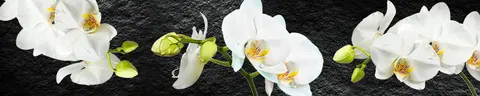 FLO-0702 pk1269-1