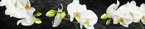 FLO-0703 pk1269