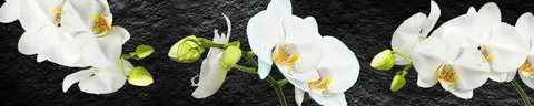 FLO-0704 pk1269