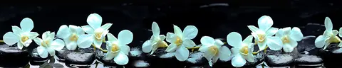 FLO-0705 pk1270