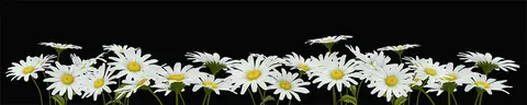 FLO-0065 PK1291