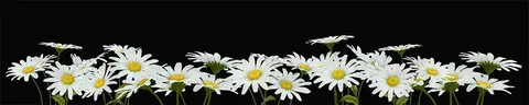 FLO-0066 PK1291