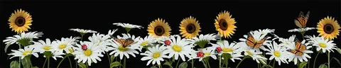 FLO-0070 PK1293