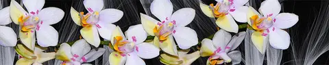 FLO-0083 PK1331