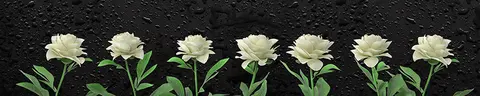 FLO-0091 PK1411