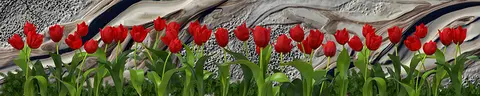 FLO-0092 PK1415