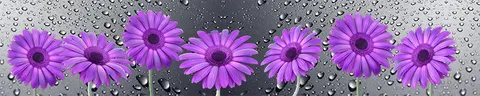 FLO-0097 PK1420
