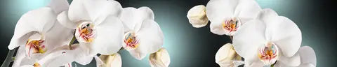 FLO-0102 PK1428