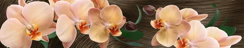 FLO-0103 PK1429