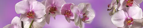FLO-0113 PK1442