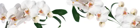 FLO-0117 PK1448-scaled