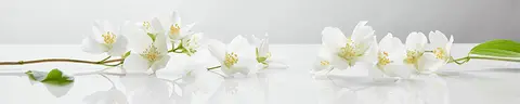 FLO-0129 PK1459