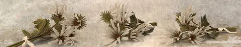 FLO-0138 PK1477