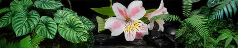 FLO-0142 PK1572