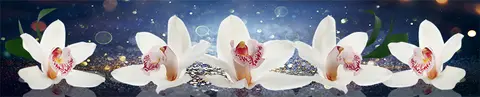 FLO-0146 PK1581
