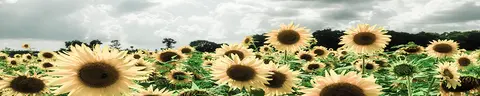FLO-0169 PK1685