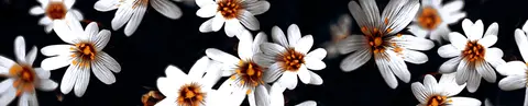 FLO-0178 PK1781