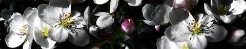 FLO-0185 PK1788
