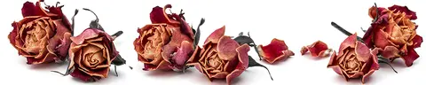 FLO-0192 PK1896-1