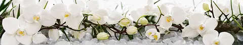 FLO-0233 PK2149