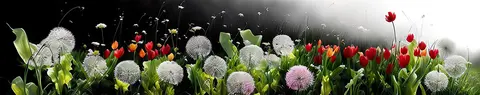 FLO-0250 PK2197