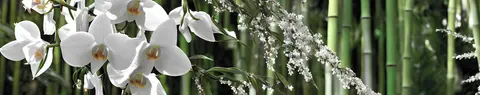 FLO-0261 PK2218