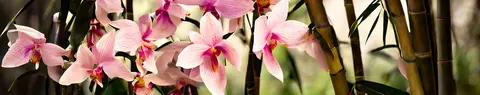FLO-0262 PK2219
