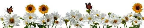 FLO-0269 PK2238