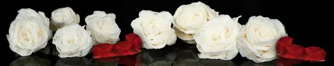 FLO-0293 PK477
