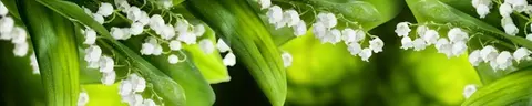 FLO-0295 PK478