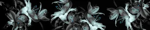 FLO-0715 pk525