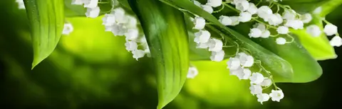 FLO-0329 PS40110