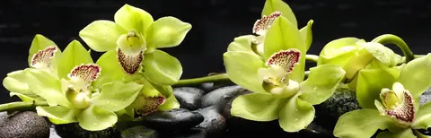 FLO-0373 PS40155