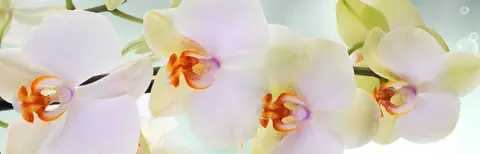 FLO-0391 PS40293