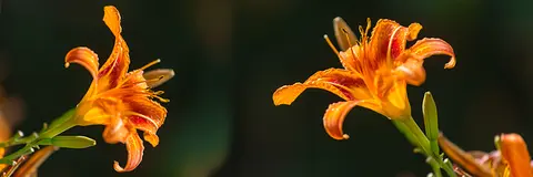 FLO-0421 PS40325