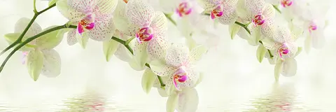 FLO-0431 PS40335