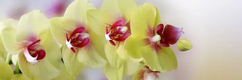 FLO-0433 PS40337