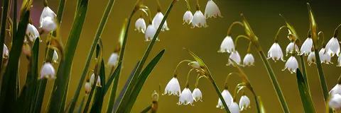 FLO-0443 PS40363