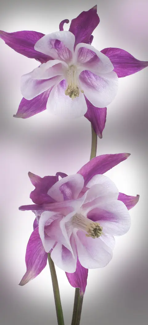 FLO-0552 PS5-307-1