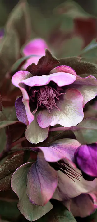 FLO-0579 PS5-645