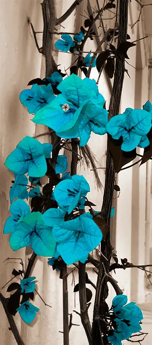 FLO-0686 PS5-955
