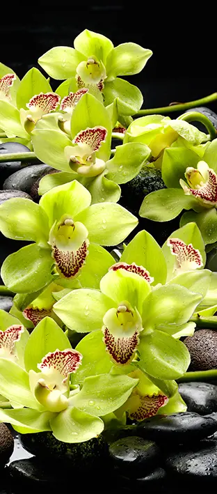 FLO-0687 PS5-956