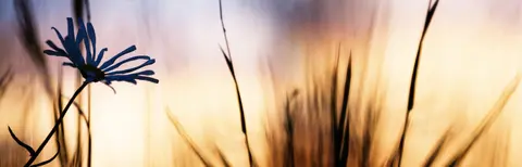 SUN-0016 PS40094