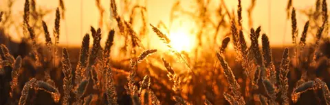 SUN-0017 PS40098