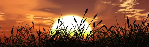 SUN-0032 PS40288
